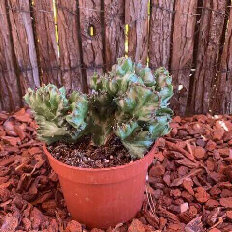 EUPHORBIA LACTEA CRISTATA