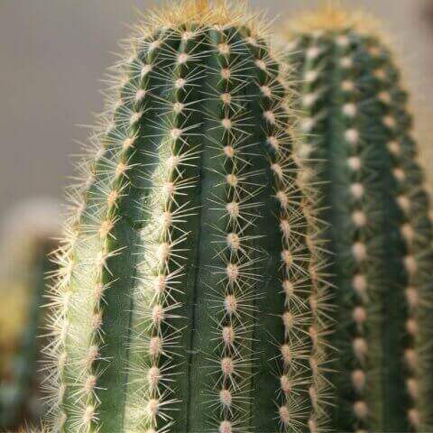 TRICHOCEREUS HUASCHA