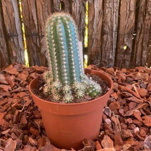TRICHOCEREUS HUASCHA