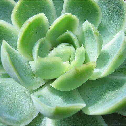 ECHEVERIA ELEGANS - Mexican Snowball