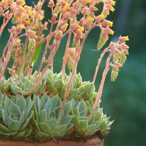 ECHEVERIA ELEGANS