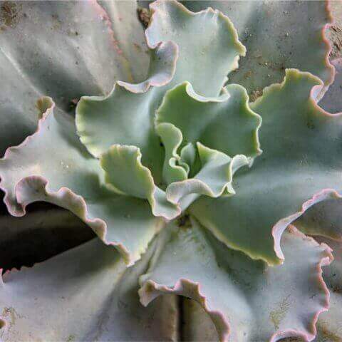 ECHEVERIA FIRST LADY