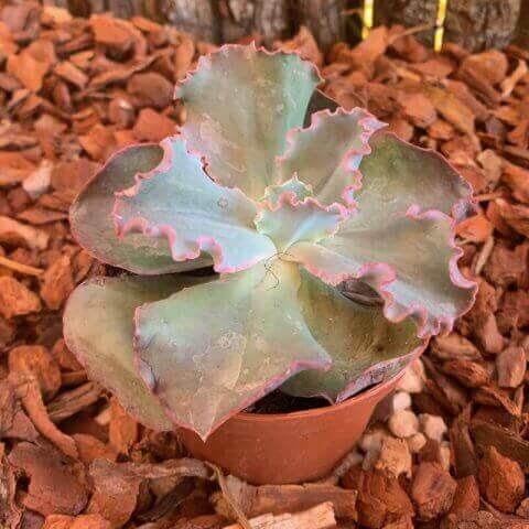 ECHEVERIA FIRST LADY