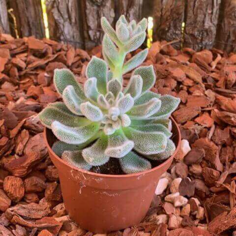 ECHEVERIA Green Velvet 