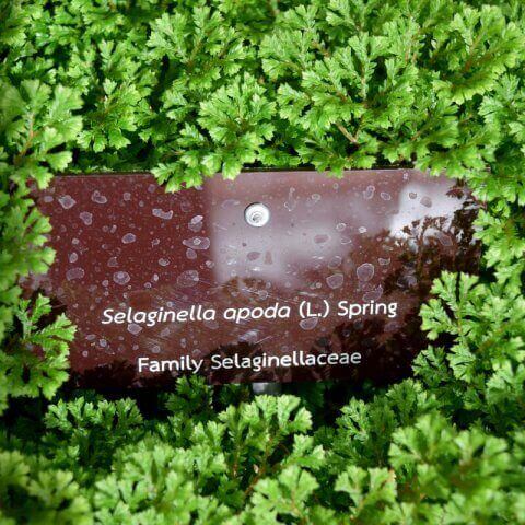 SELAGINELLA APODA