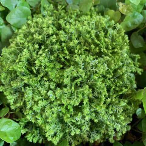 SELAGINELLA APODA