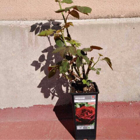 ROSAL PAPA MEILLAND ® Meicesar