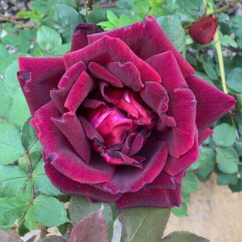 ROSAL PAPA MEILLAND ® Meicesar