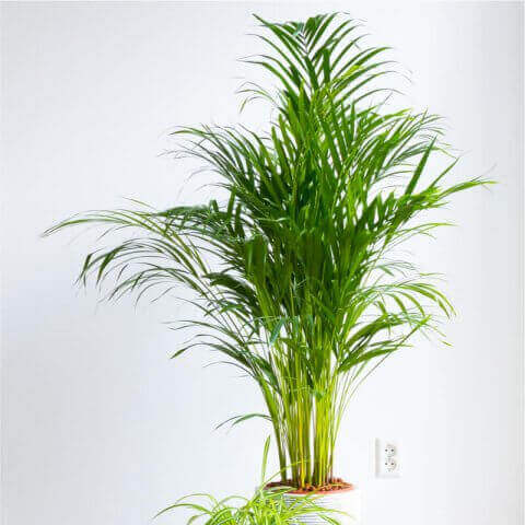 CHRYSALIDOCARPUS LUTESCENS - Areca palm, Multiplant #1