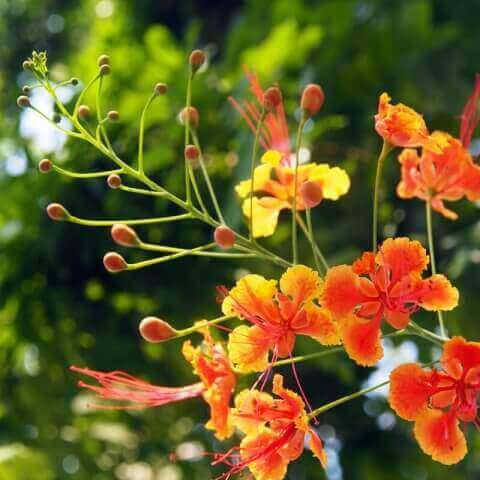 CAESALPINIA PULCHERRIMA
