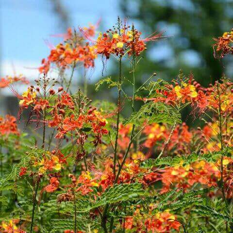 CAESALPINIA PULCHERRIMA