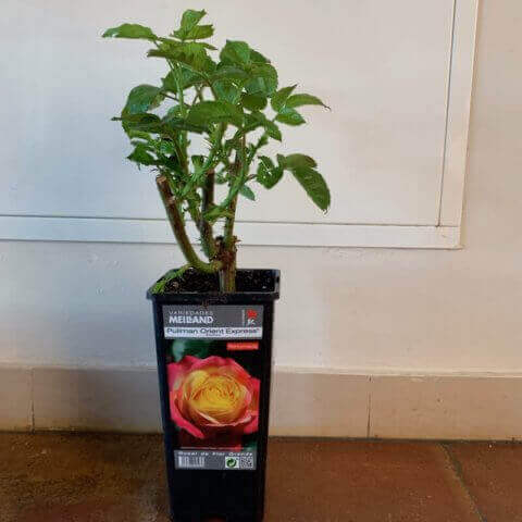 ROSAL MEILLAND Pullman ORIENT EXPRESS ® Baipeace