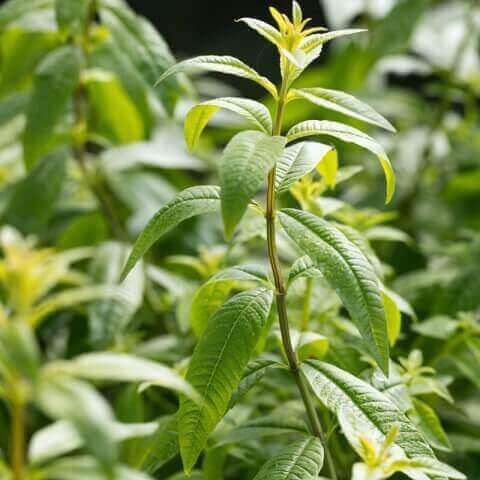 ALOYSIA CITRODORA - Lemon Verbena
