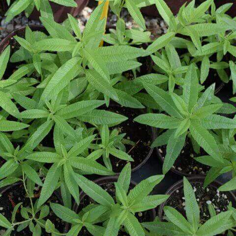 ALOYSIA TRIPHYLLA