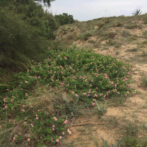 LANTANA CAMARA