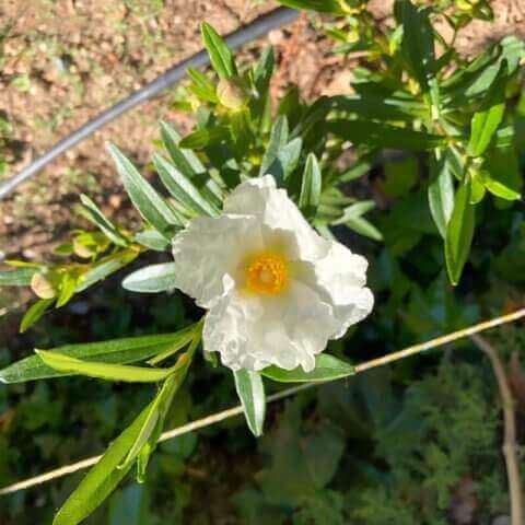 CISTUS LADANIFER - Ciste  gomme