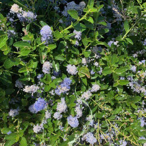 CEANOTHUS THYRSIFLORUS var. REPENS - Creeping Blue Blossom