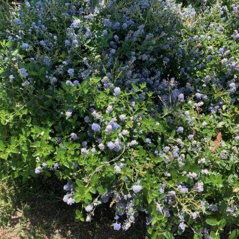 CEANOTHUS THYRSIFLORUS var. REPENS - Creeping Blue Blossom