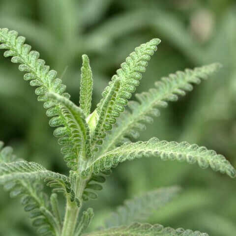 LAVANDULA DENTATA var. CANDICANS - Grey French Lavender