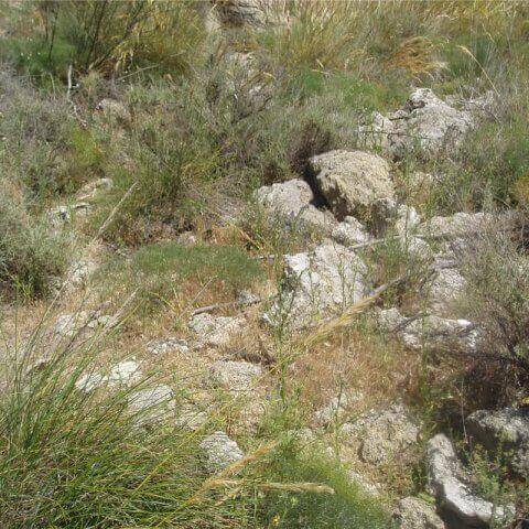 SEED MIXTURE FOR ECOLOGICAL RESTORATION 3-ACID ROCKY SLOPES