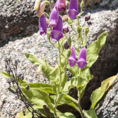 SEED MIXTURE FOR ECOLOGICAL RESTORATION 3-ACID ROCKY SLOPES