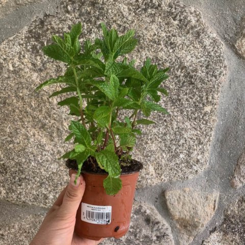 MENTHA SUAVEOLENS - Menthe  feuilles rondes