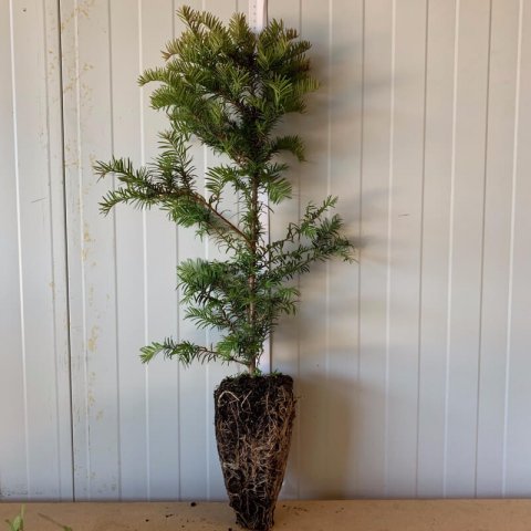 TAXUS BACCATA en Cepelln 1,2 L. 29-05-2019