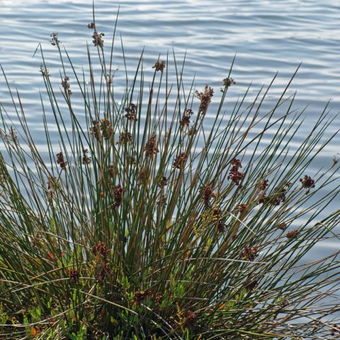 JUNCUS ACUTUS - Jonc piquant