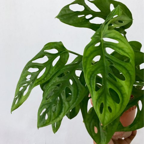 Plantas de Monstera - MONSTERA OBLIQUA ’’LEICHTLINII’’ - T.O.G