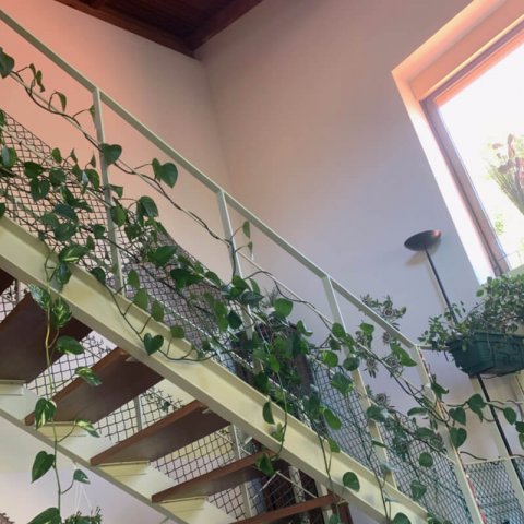 EPIPREMNUM AUREUM  Poto, Potho, Potus