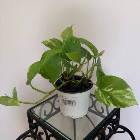 EPIPREMNUM AUREUM  Poto, Potho, Potus