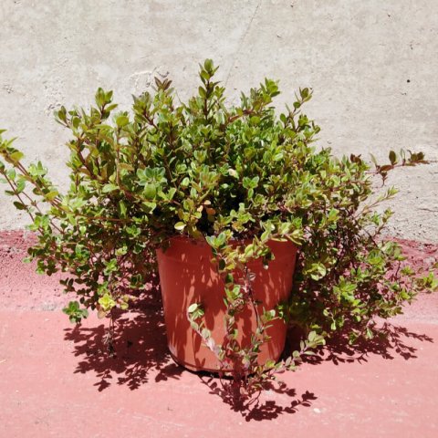 THYMUS SERPYLLUM M.1L - 05-2019