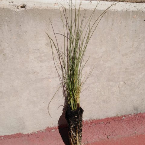 STIPA GIGANTEA Alv. - 06-2019