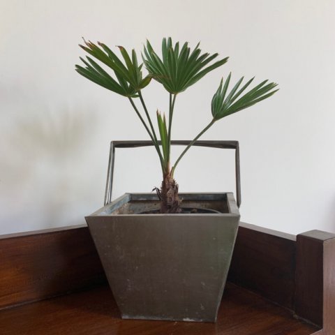 TRACHYCARPUS WAGNERIANUS - Miniature Chusan Palm Tree