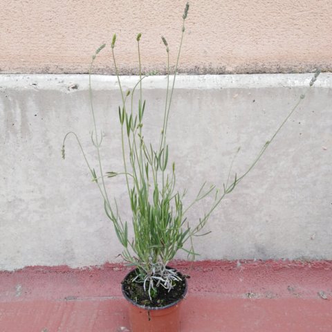 LAVANDULA OFFICINALIS - Lavande vraie