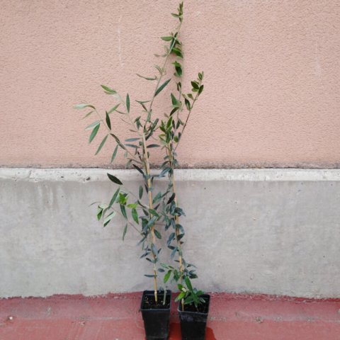 OLEA EUROPAEA var. Picual C.0,5L -06-2019
