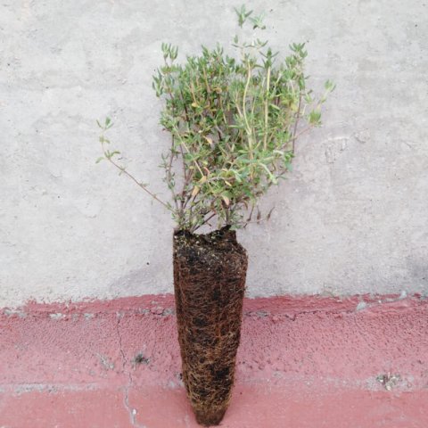 THYMUS ZYGIS - Thym dEspagne