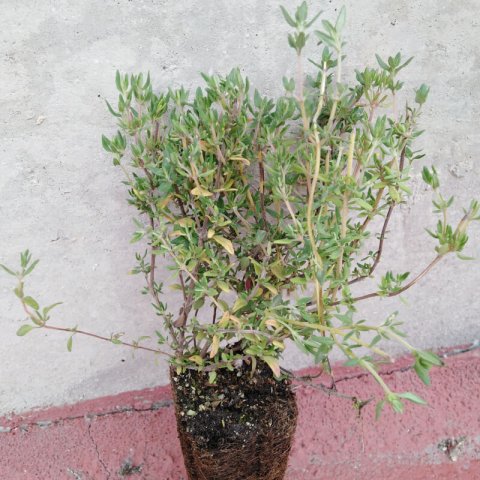 THYMUS ZYGIS - Thym dEspagne
