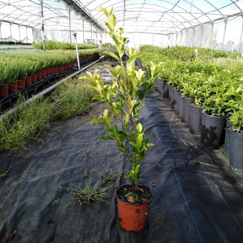 FICUS NITIDA Mac.1L - 09-2019