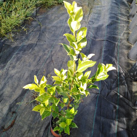 FICUS NITIDA Mac.1L - 09-2019