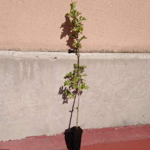 CRATAEGUS MONOGYNA Alv. - 09-2019