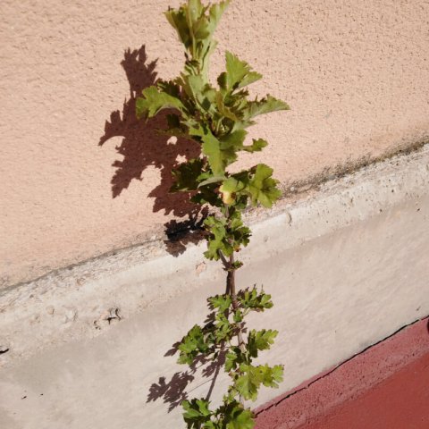 CRATAEGUS MONOGYNA Alv. - 09-2019