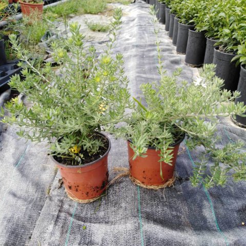 WESTRINGIA FRUTICOSA