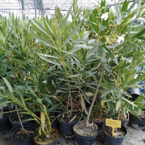 NERIUM OLEANDER - Adelfa blanca