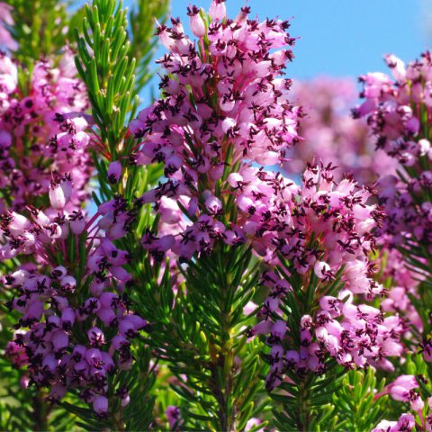 ERICA VAGANS - Bircol, Brecina