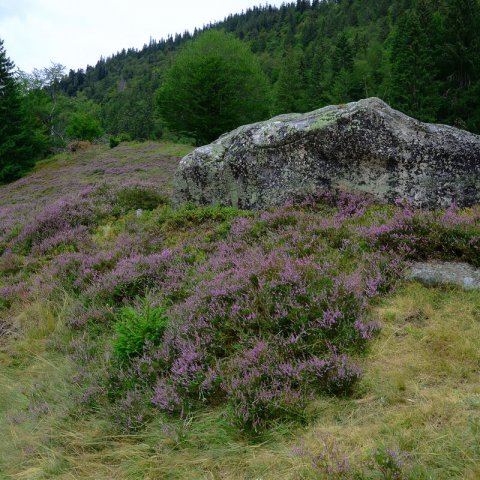 ERICA VAGANS - Bircol, Brecina