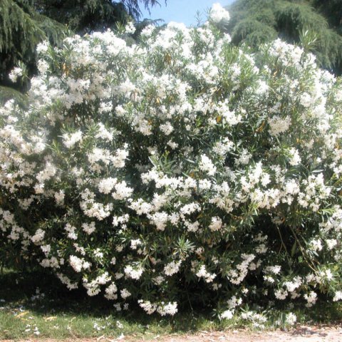 NERIUM OLEANDER flor blanca