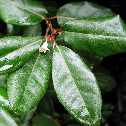 ELAEAGNUS x EBBINGEI - Ebbinges Silverberry #2