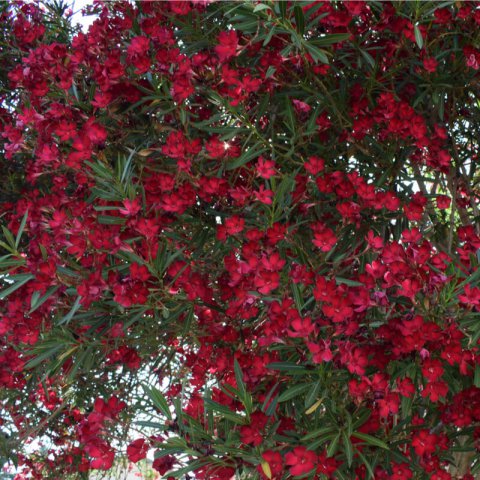 NERIUM OLEANDER flor roja