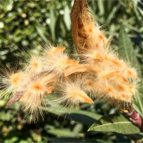 NERIUM OLEANDER flor roja